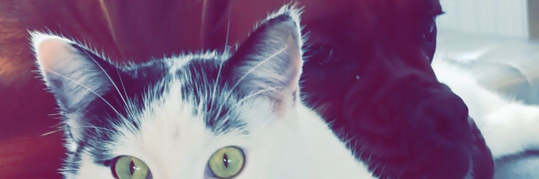 touilleee's profile banner image