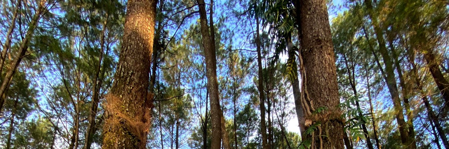 sempakavatar's profile banner image