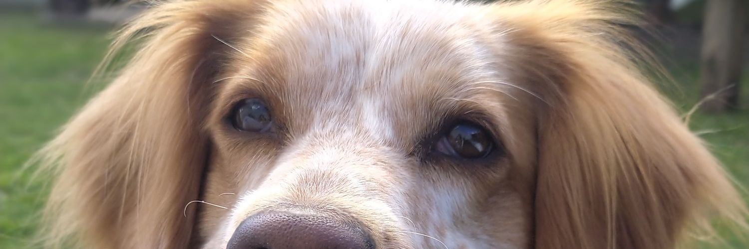 Jeagimenez's profile banner image