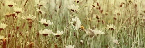 fiafala's profile banner image