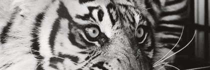 janes_bot's profile banner image