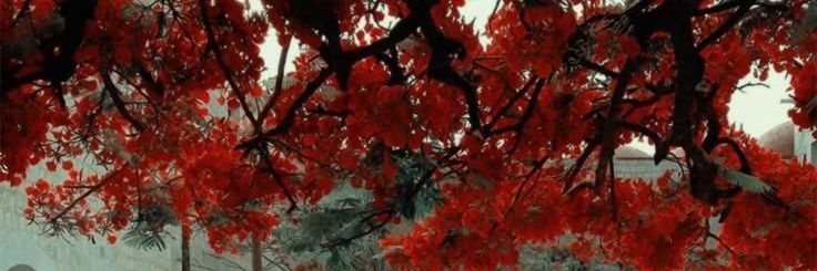 tomates banner