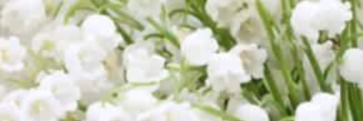 sdfhp's profile banner image