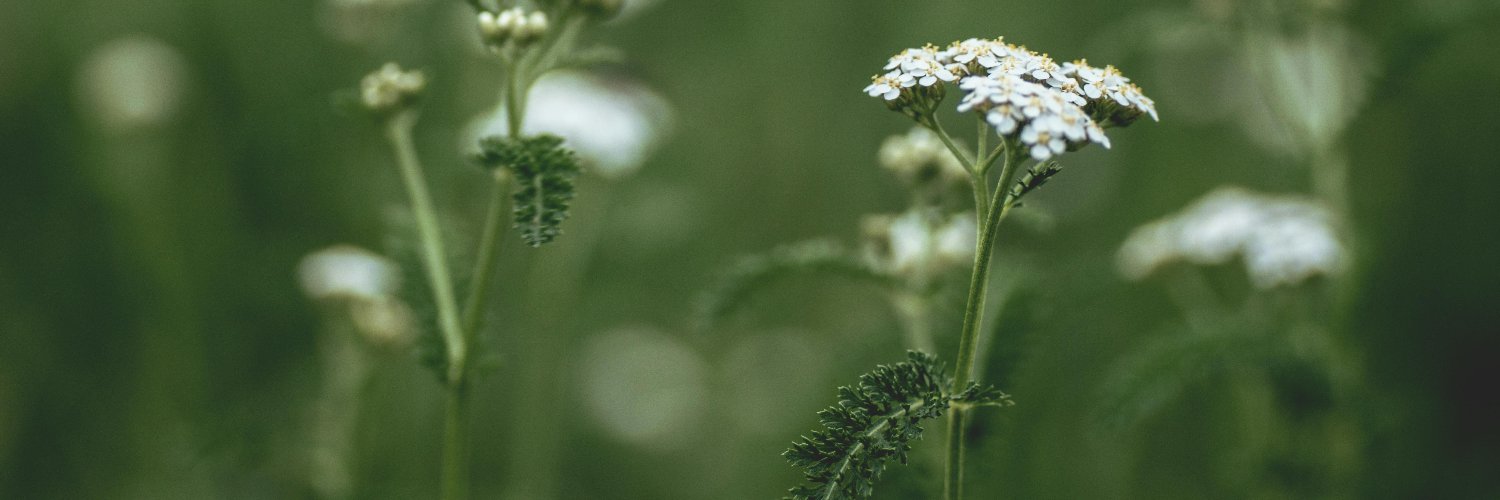 Katrien Cattoor banner