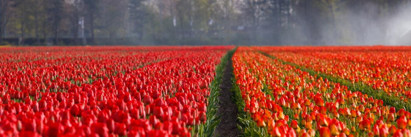 StuffDutchLike's profile banner image