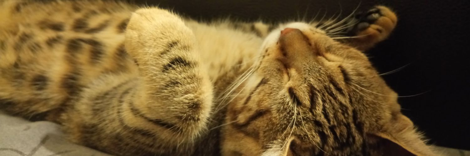 Layla_Slyth's profile banner image