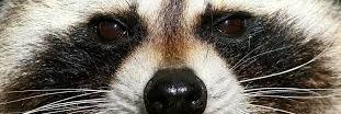 TanukiRedd's profile banner image