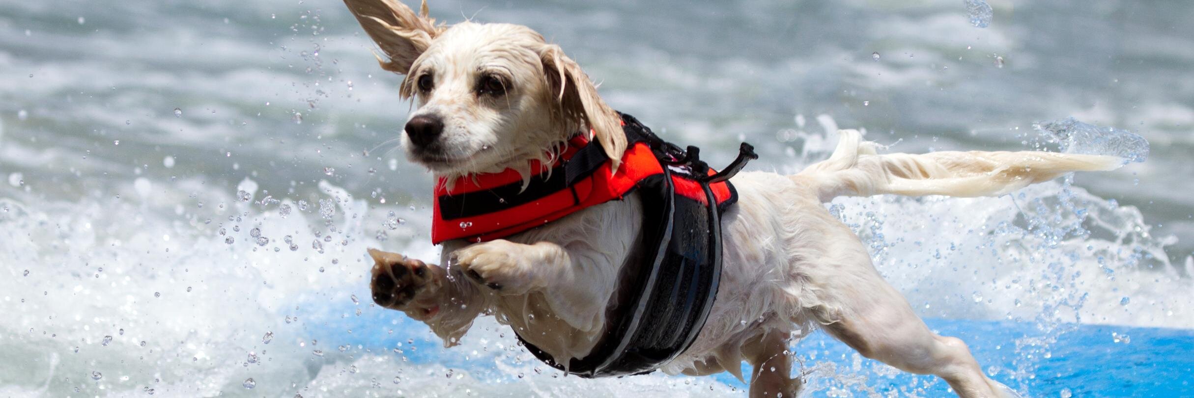 DogTrekker's profile banner image