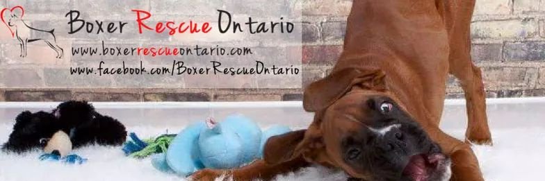 BoxerRescueOnt's profile banner image