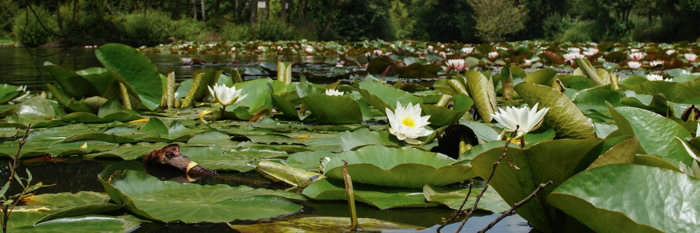 Horley Town Council banner