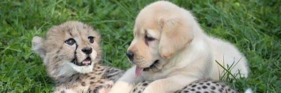 Parul Goyal🐅🌞 banner