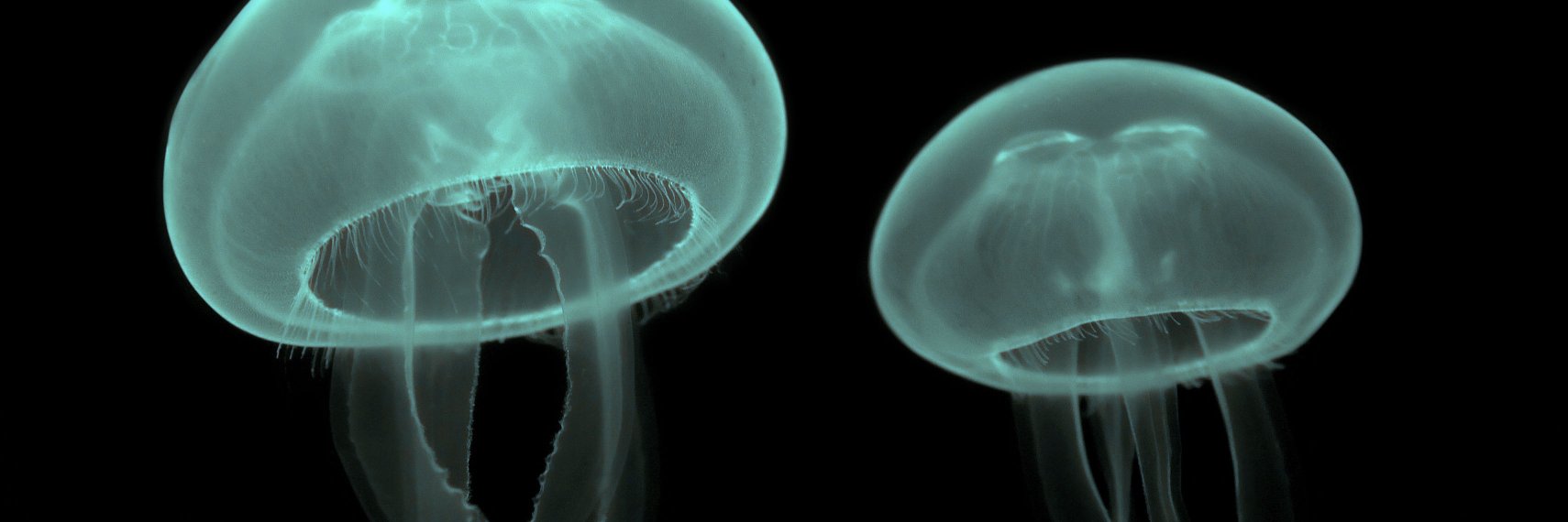 Encyclopedia of Life banner