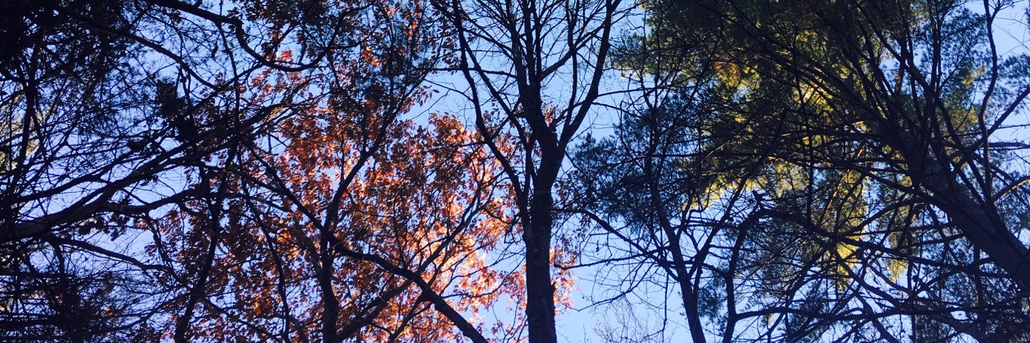 calliaabbott_'s profile banner image
