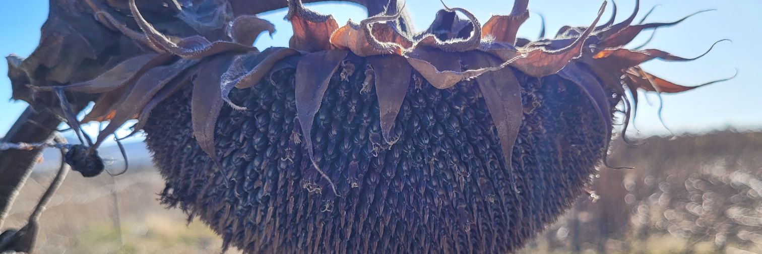 Aobakwe Bruce banner