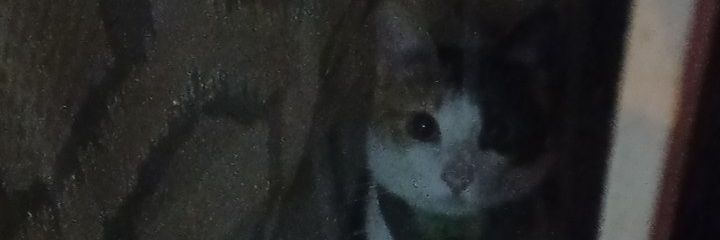 antogiacomuzzi's profile banner image