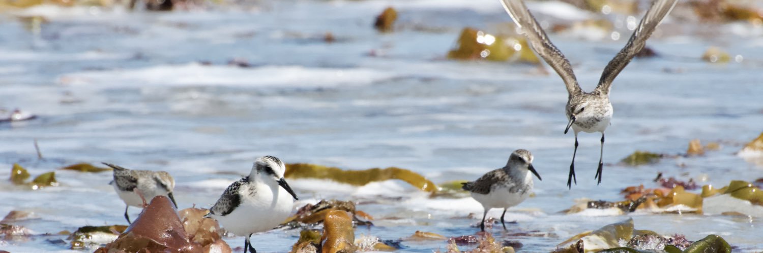 Western Hemisphere Shorebird Group 2024 banner