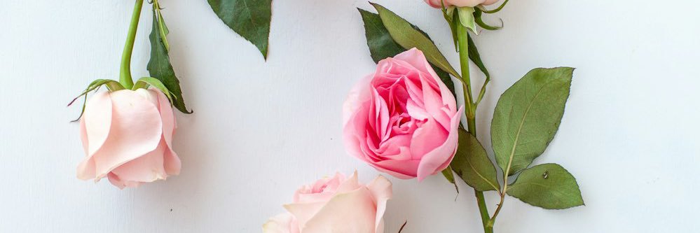 Sarah🌹🍀🐥 banner