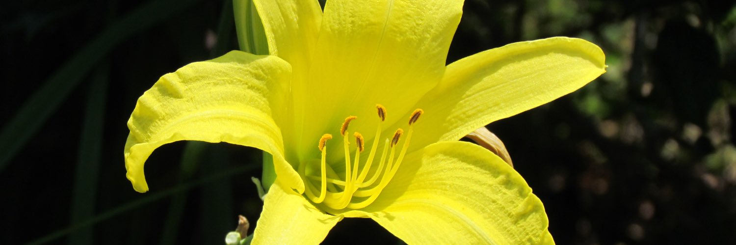 HattyHatHatter's profile banner image
