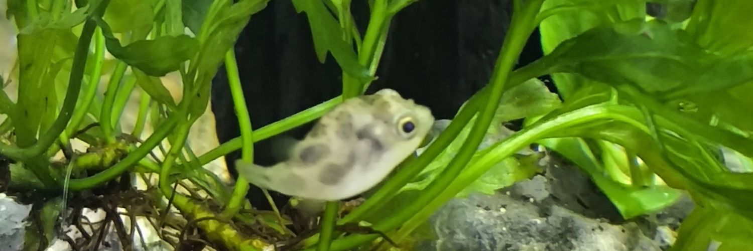 chibihamulll's profile banner image