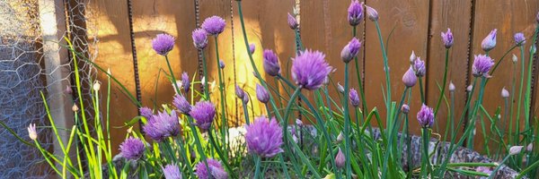 JurassicConifer Profile Banner