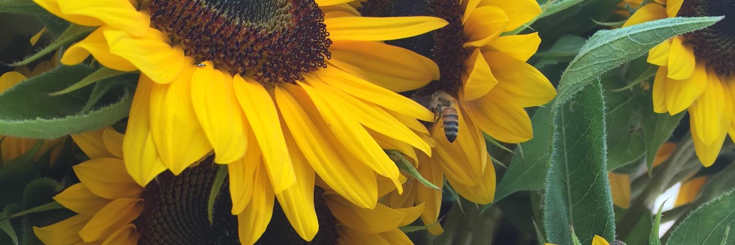 BrittneyDarner's profile banner image