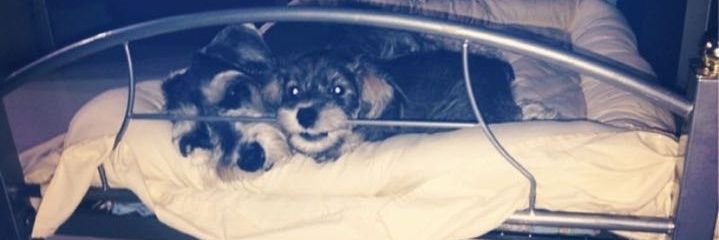 sandraIdrovoH's profile banner image