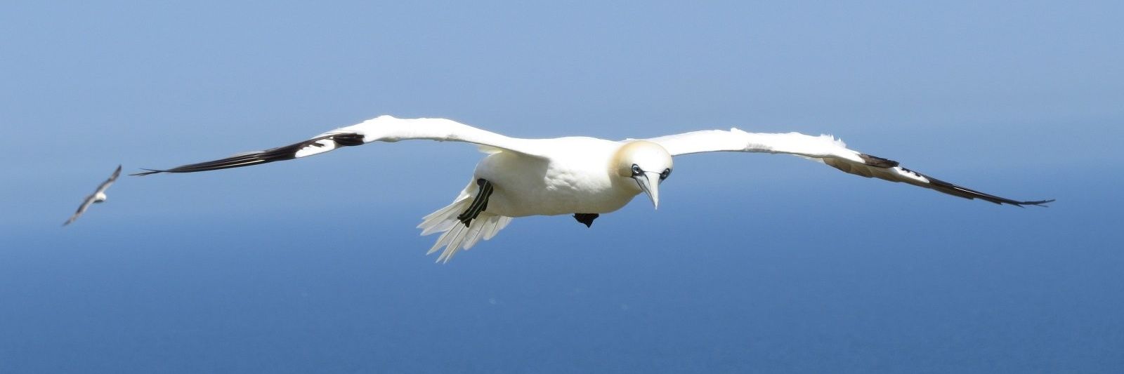 Dave Savage 🦊🦉🦔🐦🦋🐱🐶 banner