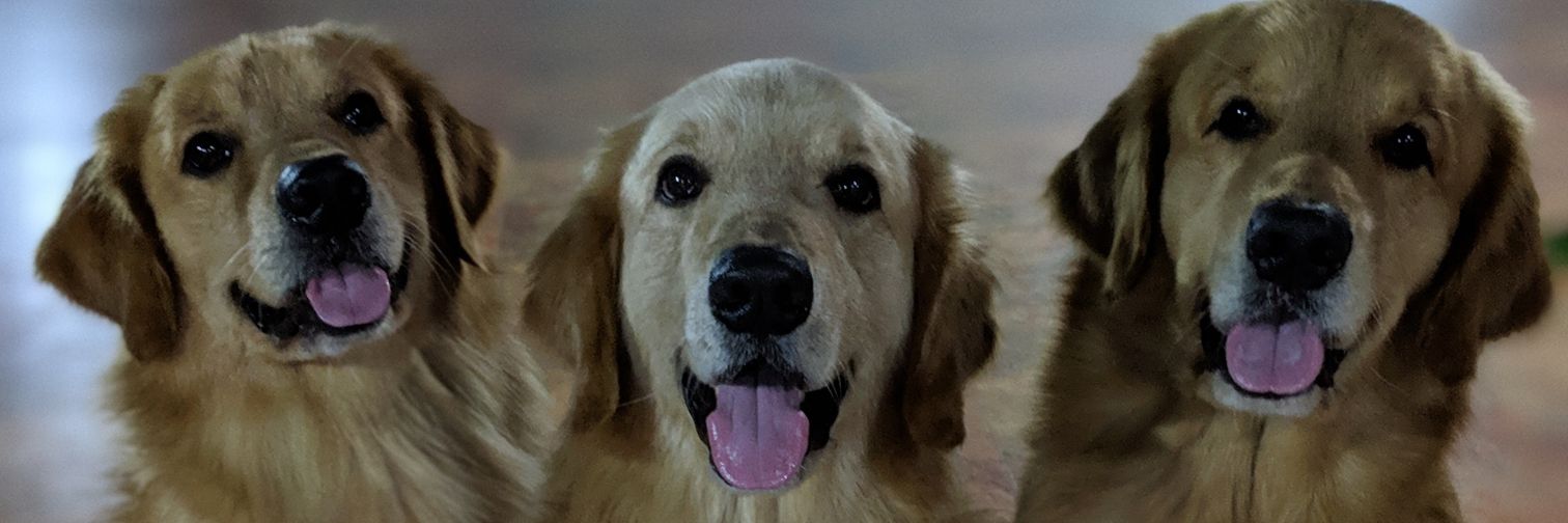 MisterGozo's profile banner image