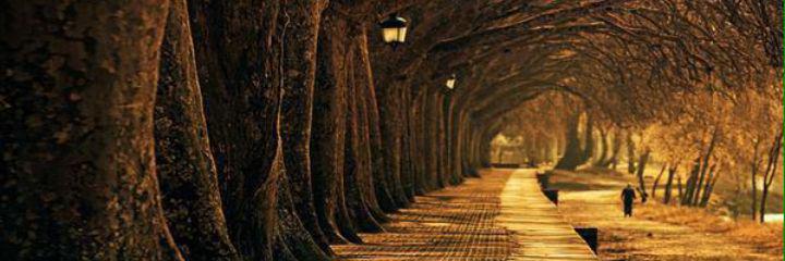 Serkan İçellioğlu banner