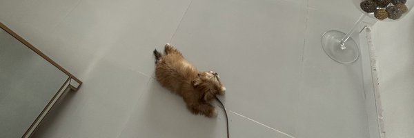 anna_chichii Profile Banner