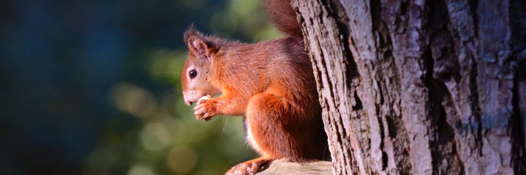 ℭ𝔩𝔦𝔳𝔢𝔚 🦔🚑 banner