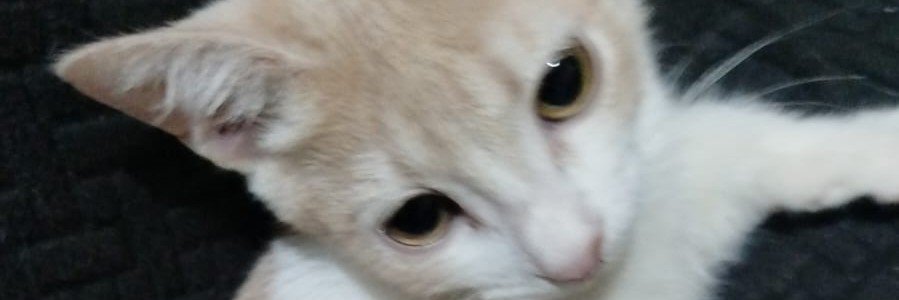pegaso_volado's profile banner image
