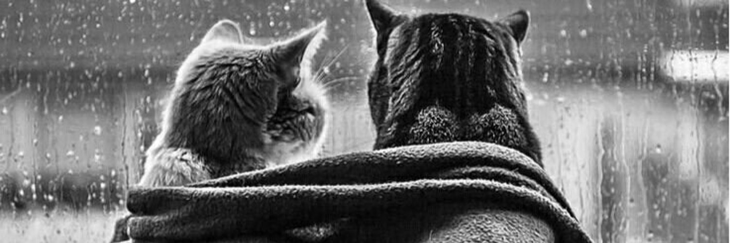 ShawnMacx's profile banner image