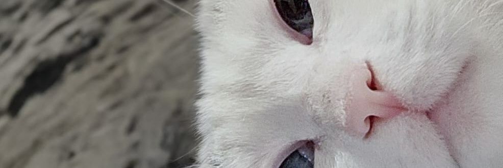 Riveliz_'s profile banner image