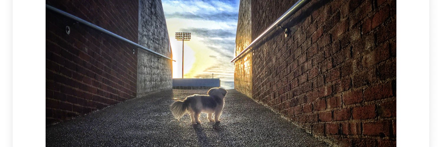 abby_pup's profile banner image