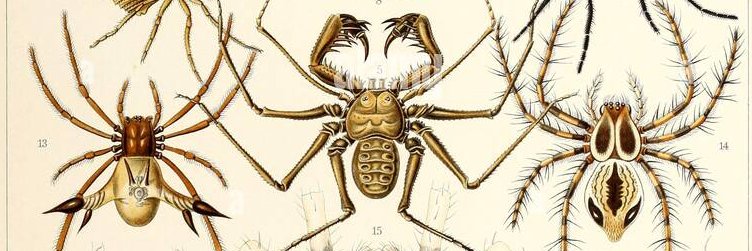 Kadir Boğaç Kunt banner