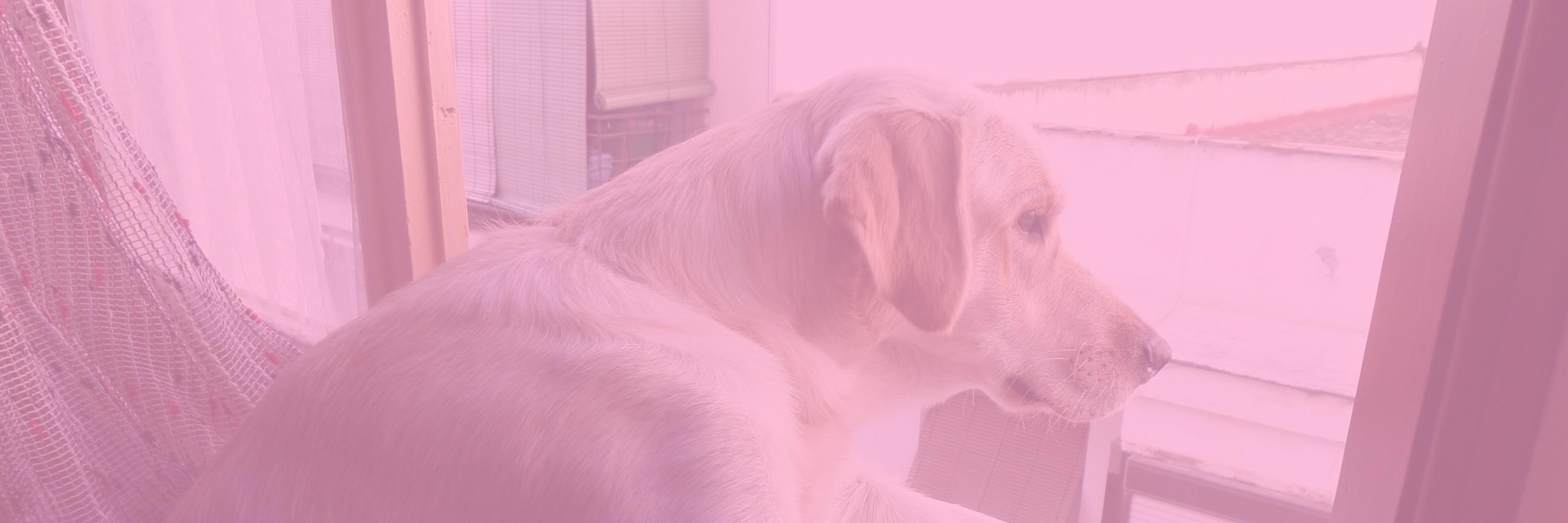soylaenterada's profile banner image