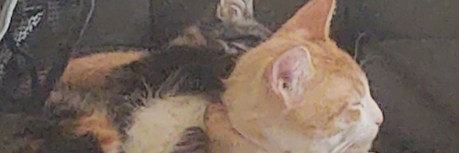 iamnotaddicted's profile banner image