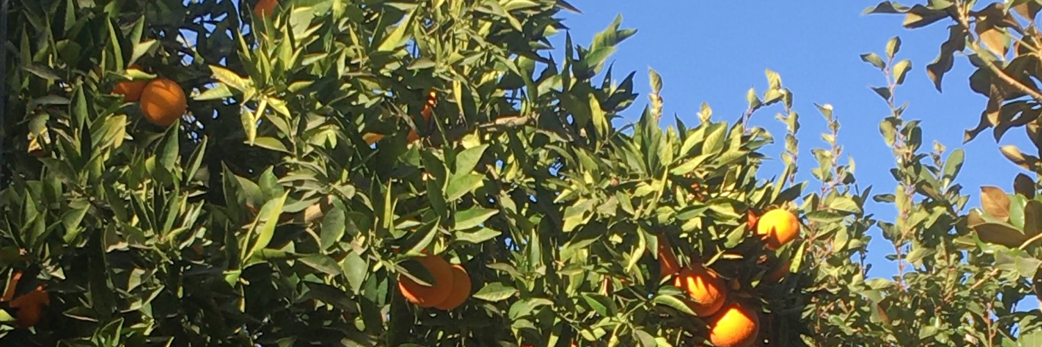 𝕻𝖆𝖇𝖑𝖔-𝕸𝖊𝖒𝖒𝖔 banner