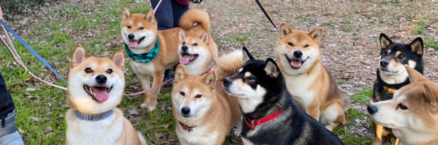 dadatsuko's profile banner image