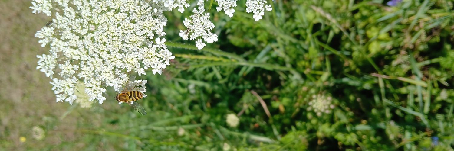 Karo👸🏼lina Lutz🇵🇱🇧🇪 banner