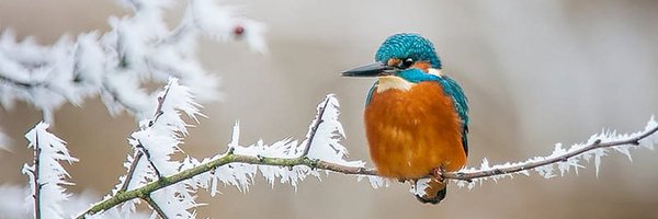 TinaTimelines Profile Banner