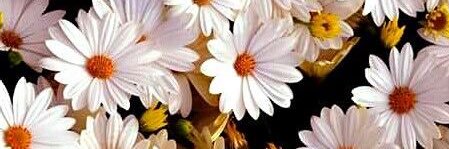moo_aomja's profile banner image