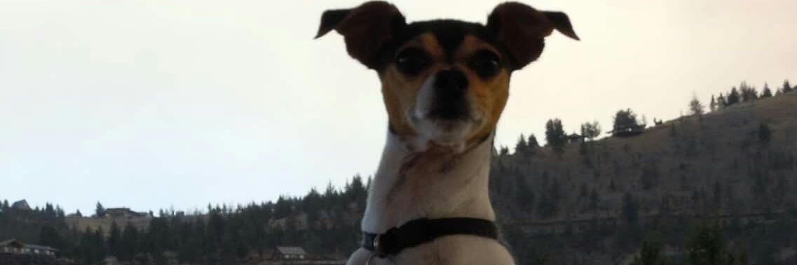 Austin Larson banner