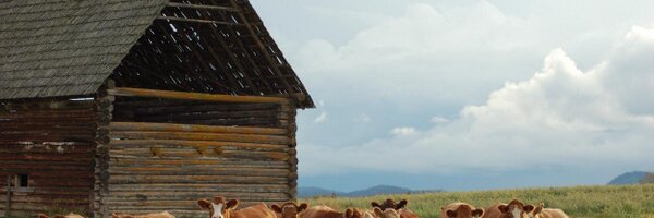 BCcattle Profile Banner