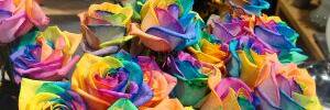 fikanadya's profile banner image