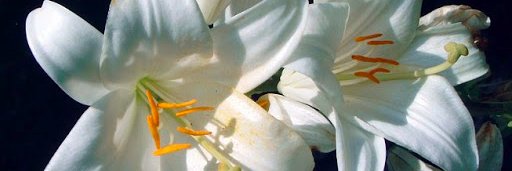 Léolane Kemner banner