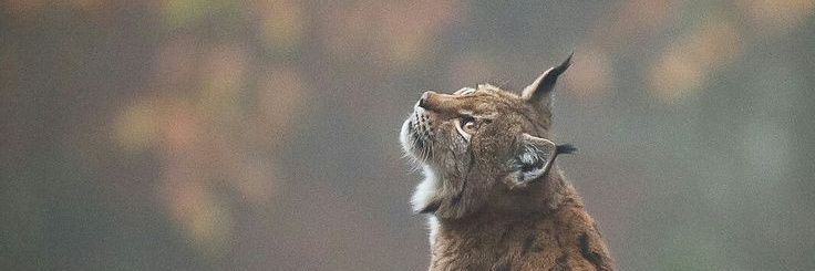 📕📙Lynx📘📗 banner