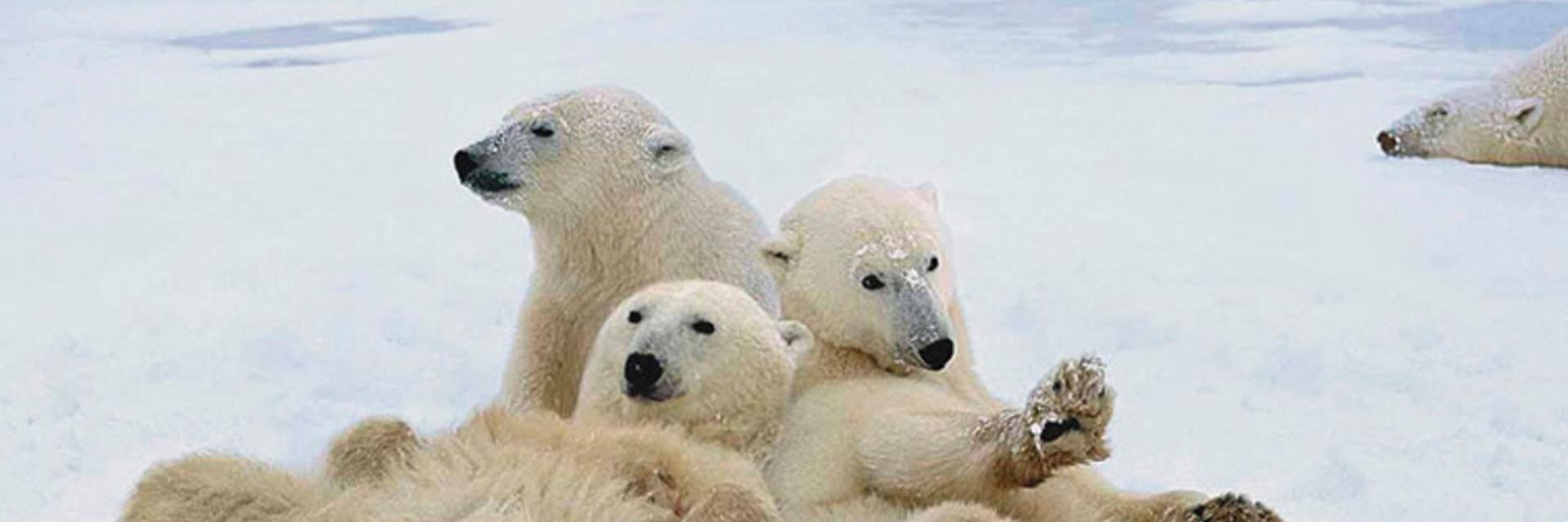 coldpolarbear's profile banner image