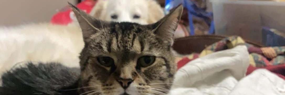 caseypoo16's profile banner image